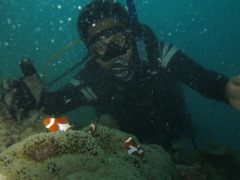 mengenal biota bawah laut